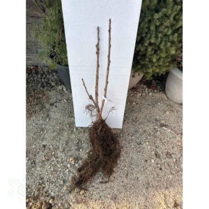 Бяло френско грозде Бианка на гол корен - разсад за градина