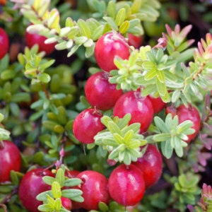 Червена боровинка Early Black - вечнозелен храст