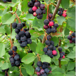 Ирга сорт Thiessen - канадски плодороден храст 30-40 см