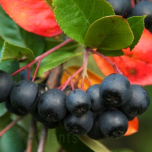 Арония митчурини Амит - едроплодна сладка черна ягода