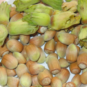 Лешник английски сорт - компактен с едри ядки, П9