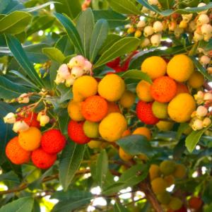 Ягодово дърво Arbutus unedo Cobra 30 см П9