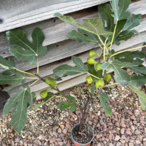 Смокиня Francesca - ранна сладка смокиня, П9, 30-40см