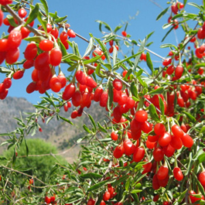 Годжи Бери растение 80 см - Lycium barbarum