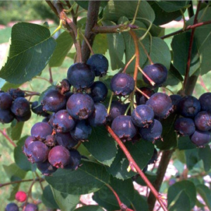 Ирга Принц Уилям - плодоносен храст с едри сладки плодове