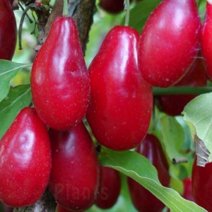 Дрян сорт Йолико - едроплоден храст