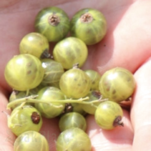 Касис с бели плодове Касисима