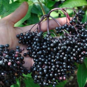 Черен бъз сорт Корсор - плодоносен храст в саксия П12