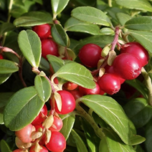 Червена боровинка Vaccinium vitis-idaea 'Red Pearl'