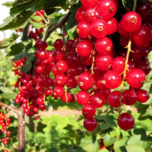 Френско грозде Ролан - двегодишно растение 40 см