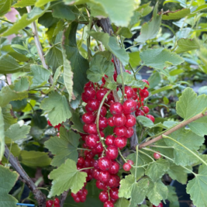 Френско грозде Ровада на гол корен - 3 години