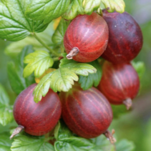 Цариградско грозде Спайнфрий - без бодли 30 см