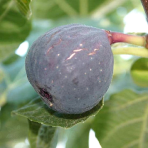 Двуплодна смокиня Sultane