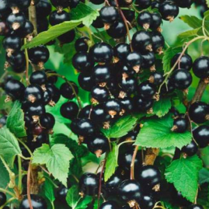 Касис сорт Тисел - Плодовит храст 80 см в саксия