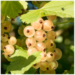 Бяло френско грозде Версалска П9