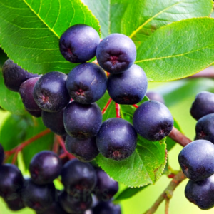 Арония Меланокарпа Викинг 30-40 см П9 - Лечебен Храст