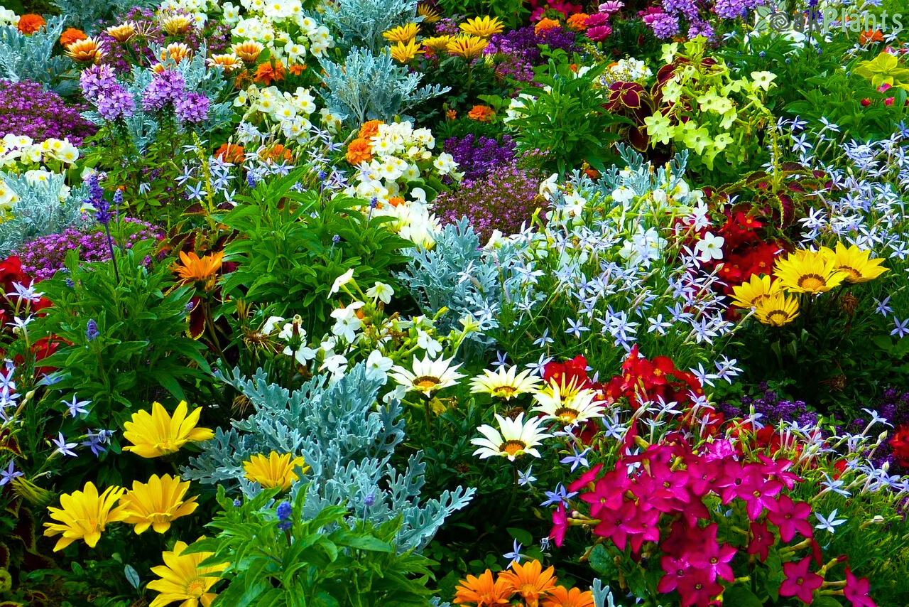 Какви цветя да засадим през пролетта