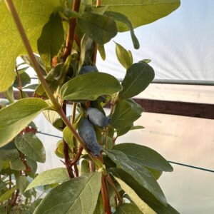 Камчатска боровинка Аврора - едри плодове П9