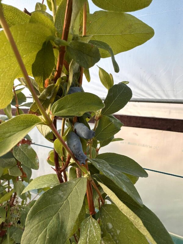 Камчатска боровинка Аврора - едри плодове П9