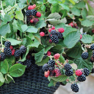 Къпини за саксия Black Cascade - компактен сорт без бодли