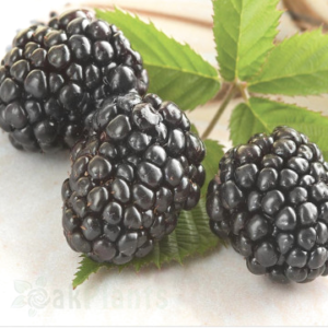 Къпина без бодли Triple Crown - разсад в контейнер 1л