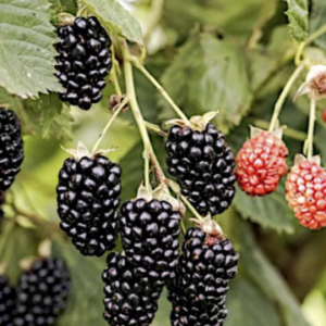 Къпина без бодли Навахо - растение 60 см в контейнер 2л