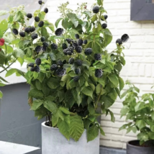 Къпина без бодли Little Black Prince - компактна, 60 см