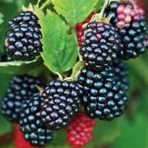 Къпина без бодли Thornfree - П9, 40 см височина