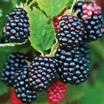 Къпина без бодли Thornfree - П9, 40 см височина