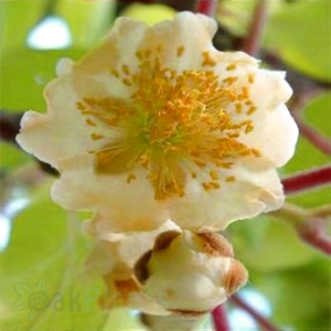 Мъжко киви опрашител Deliciosa Atlas 80-100 см