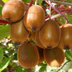 Киви самоопрашващо Actinidia deliciosa Jenny