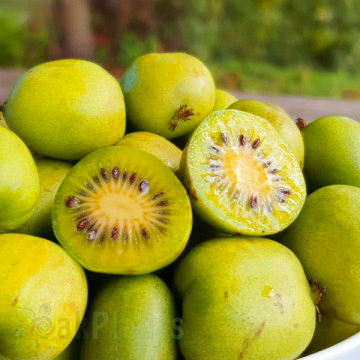 Мини киви Actinidia kolomikta Sentyabraskaya 100см