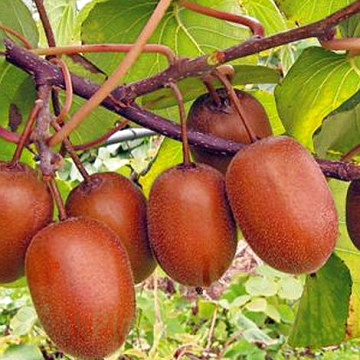 Мини киви Актинидия ZAKARPACIE - Устойчиво растение с едри плодове