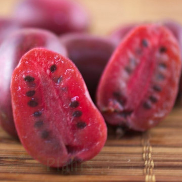 Киви с червени плодове Actinidia arguta 'Ken's Red' П9