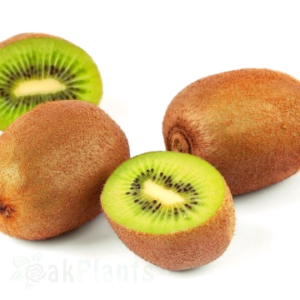 Киви делициоза Solo - самоплодно растение 80-100 см