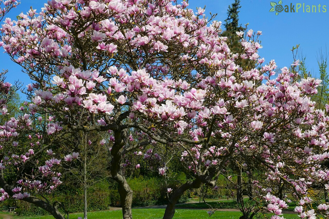 Кога се засажда магнолия – най-подходящото време за засаждане и грижи за успешно развитие