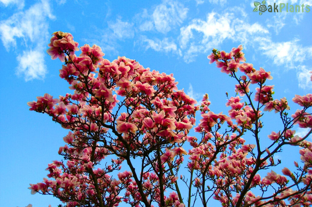 кога се засажда магнолия? - oakplants.eu