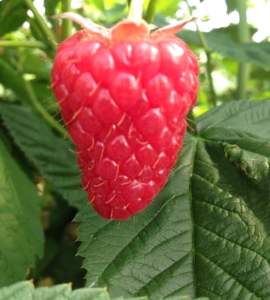 Есенна малина сорт Мапема в саксия 0.5 л