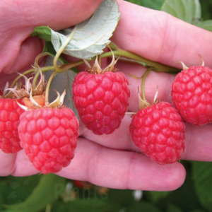 Малина без бодли Глен Ампъл - П9, 40 см