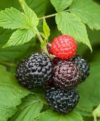 Черна малина Бляк Джуал - самоопрашваща 50 см