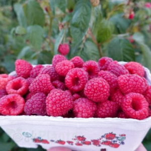 Малина Делнива - двуплодна, устойчива, сладка