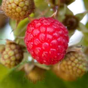 Малина сорт Dorman Red - Ароматни плодове 50 см П9