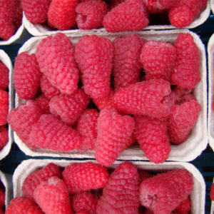 Малина Соколица - летен десертен сорт, П9