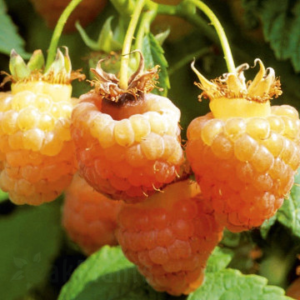 Жълти малини сорт Сугана - двукратно плодоносене