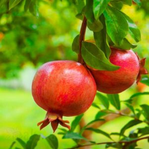 Нар Wonderful - Сочен средиземноморски плод