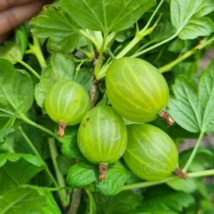 Цариградско грозде сорт Мартенс - растение 40 см