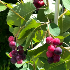 Ирга сорт Honeywood - Канадски плодов храст 20-30 см П9