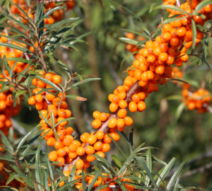 Облепиха самоопрашваща Friesdorfer Orange 30 см