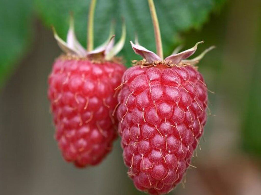 Малина Мапема (Rubus idaeus 'Mapema') 1 Малина Мапема