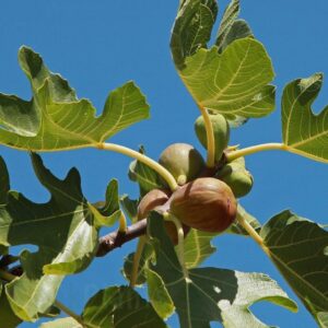 Смокиня за градина BROWN TURKEY - самоопрашваща 80 см